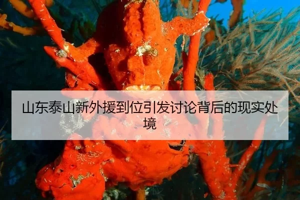 山东泰山新外援到位引发讨论背后的现实处境